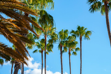 Low angle view of beautiful tall green palm trees growing at beach with clear blue sky in the background. Gran Canaria island in Spain on a sunny day