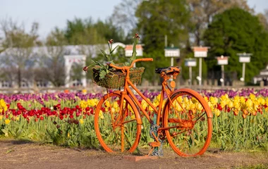 Fotobehang Orange bicycle at the Tulip field in Windmill island gardens in Holland Michigan. © SNEHIT PHOTO