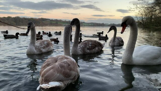 Romance as swans on a lake in morning light beautiful birds in white England UK 4K