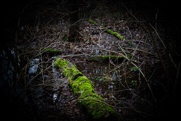 green moss on black background