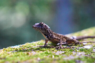 Obraz premium Florida lizard in the green background