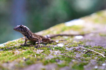 Florida lizard in the green background