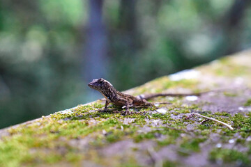 Florida lizard in the green background