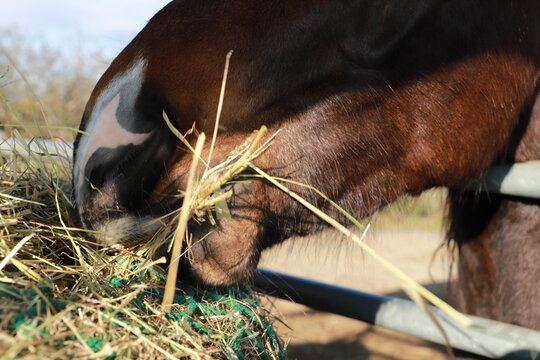 Histe Bilder Durchsuchen 2,917 Archivfotos, und Videos