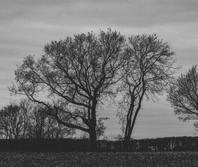 Moody black and white high definition tree
