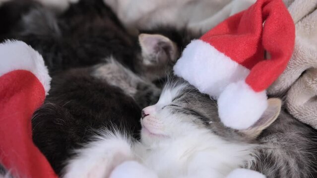 Christmas kittens. Little fluffy pets with santa claus hat. Cute cats sleep in the new year. High quality 4k footage