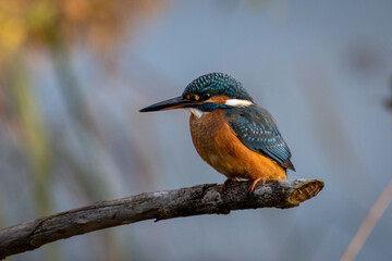 Martin p&ecirc;cheur