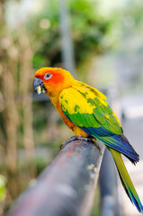 Portrait of the colorful parrot with blur background.