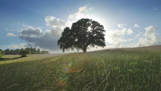 Beautiful oak tree stands in summer meadow of wild grass while clouds move across the sky.