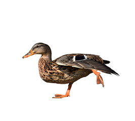 Funny mallard duck standing on one leg and stretching the other isolated cutout