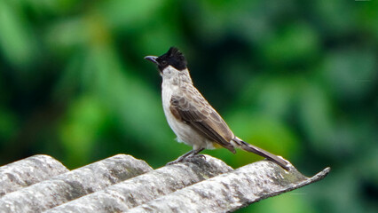 bird of thailand.the Sooty-headed bulbul stand on branch. burung kutilang