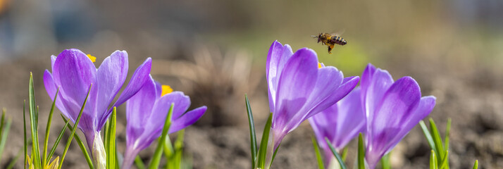 Honey Bee and Flowers Crocus closeup. Nature and Insect in Spring. Panoramic banner. - 570984398
