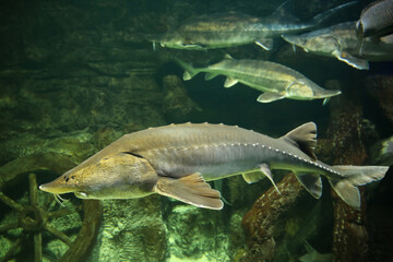  Sturgeon fish (kaluga, beluga) swim at the bottom of the aquarium. Fish underwater. © IvSky