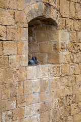 Kissing doves in the window
