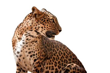 Türaufkleber Leopard leopard in front of white background