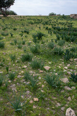 Tufts of grass in a meadow in Cyprus
