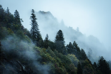 Moody atmosphere during a rainy and foggy day in the forest of Val di Genova, Trentino Alto Adige,...