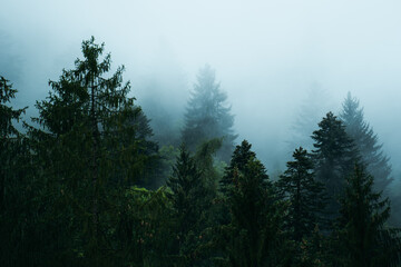 Fototapeta na wymiar Moody atmosphere during a rainy and foggy day in the forest of Val di Genova, Trentino Alto Adige, Northern Italy
