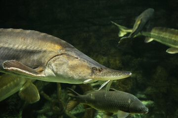  Sturgeon fish (kaluga, beluga) swim at the bottom of the aquarium. Fish underwater.