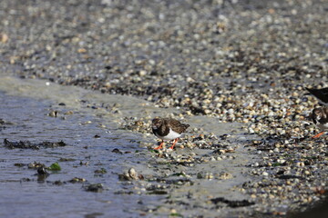 Strandläufer