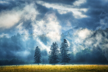 Fototapeta na wymiar Three trees in low clouds at amazing sunrise in Slovenia. Colorful landscape with green forest in fog, yellow grass, mountains in summer at dawn. Nature. Scenery with meadows, foggy wood. Dramatic