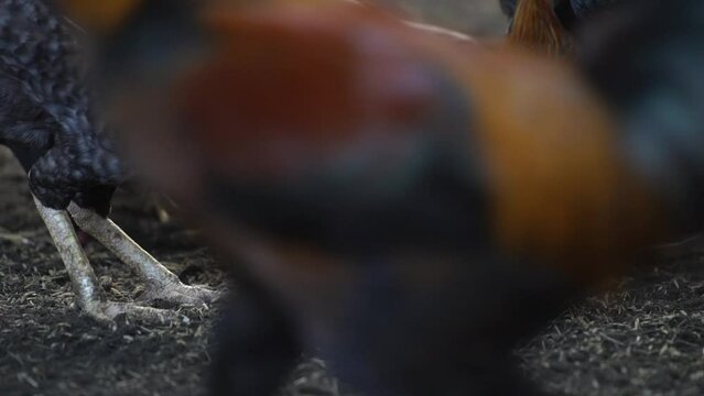 Cow and chicken in the monring villages