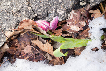 Close up of a discarded damaged frozen pink and white tulip flower with green stem laying in some leaves and snow near a patch of concrete.