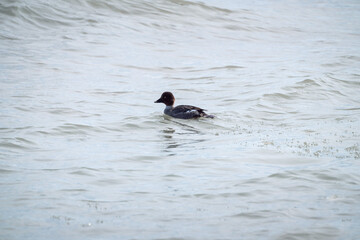 A female common goldeneye duck swims over waves and bits of ice in winter after diving beneath the water in search of food on Lake Michigan in Chicago.