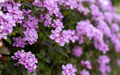 Fototapeta na wymiar Purple clustered flowers grouped on a bush