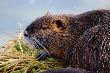 Nutria im Gras