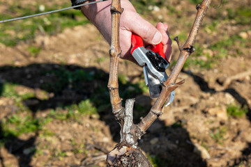 Winegrower pruning the vineyard with professional steel scissors. Traditional agriculture. Winter pruning, Guyot method.