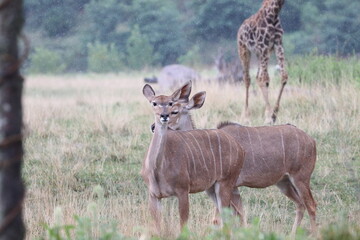deer in the wild