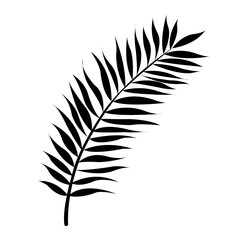Silhouette Palm Leaf Isolated White Background