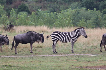 zebras in the savannah