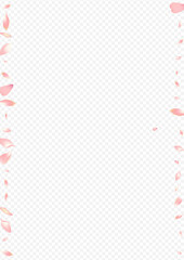 Pink Sakura Vector Transparent Background. Peach