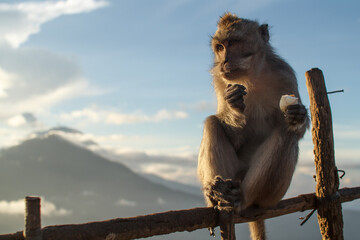 Macaque eating an egg near Mount Batur, Bali