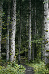 Moody atmosphere during a rainy and foggy day in the forest of Val di Genova, Trentino Alto Adige, Northern Italy