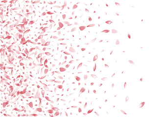 Transparent Sakura Petal Vector White Background.