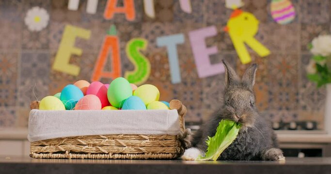 Funny bunny easter baby rabbit eating lettuce near a basket full of colorful easter eggs, easter garland background. Symbol of easter day festival