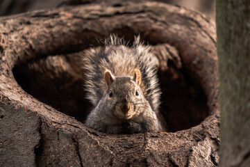 A close-up wildlife photograph looking straight up an adorable common gray squirrel sticking its head out of a large tree hollow or hole looking straight down at the camera. © Joseph Kirsch