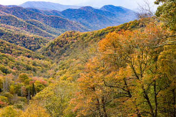 Beautiful Smoky Mountains Fall Colors In Trees