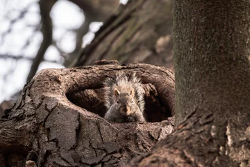 Schilderijen op glas A close-up wildlife photograph looking straight up an adorable common gray squirrel sticking its head out of a large tree hollow or hole looking straight down at the camera. © Joseph Kirsch