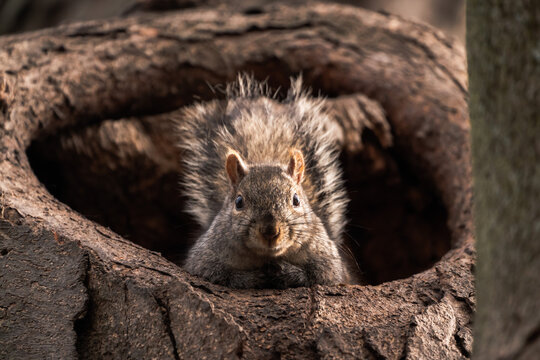 A close-up wildlife photograph looking straight up an adorable common gray squirrel sticking its head out of a large tree hollow or hole looking straight down at the camera.