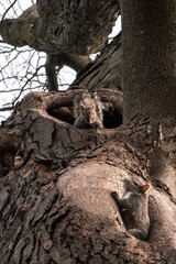 A closeup wildlife photograph looking up at two wild common gray squirrels poking their heads out of tree hollows openings or holes on a warm sunny winter day.