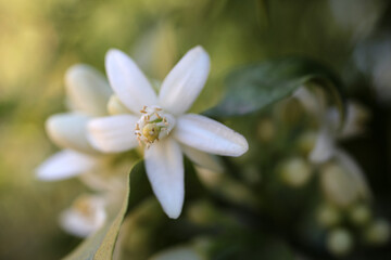 Citrus flower