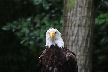 american bald eagle in the zoo