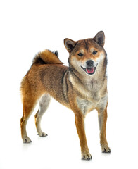Obraz premium shiba inu in studio