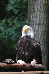 american bald eagle in the zoo