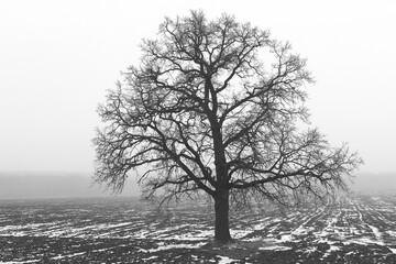 Black and white photo with black and white tree