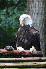 american bald eagle in the zoo